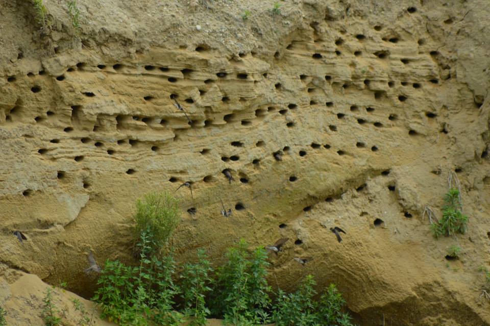 1014022_10152587899094453_3866110254644145780_n