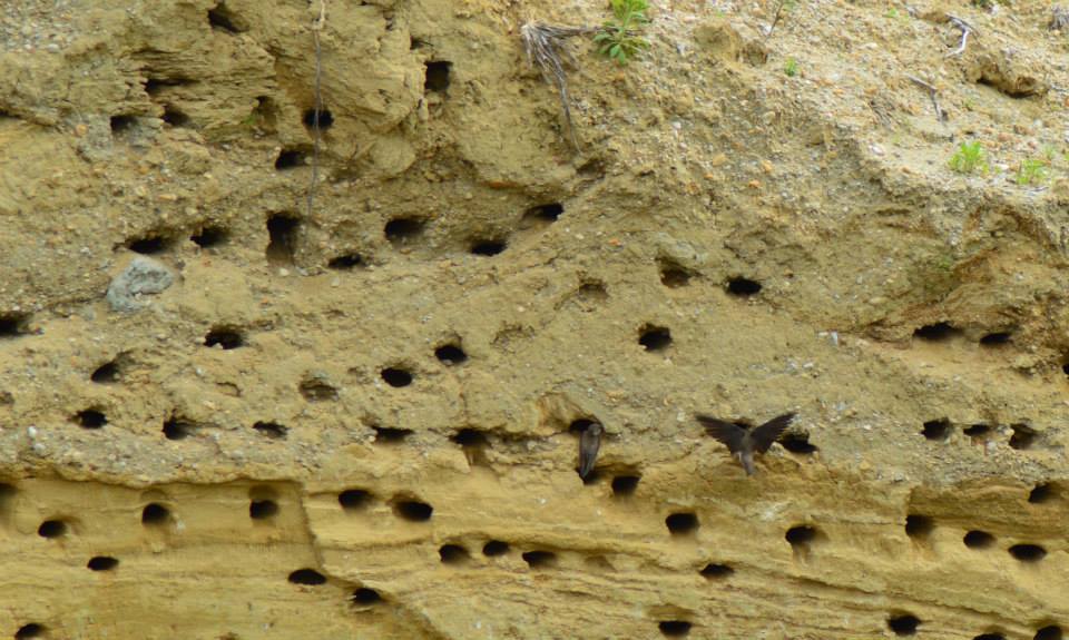 10152571_10152587898664453_5738059785967513674_n